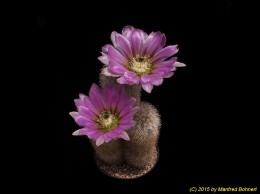 Echinocereus dasyacanthus SB405 1548